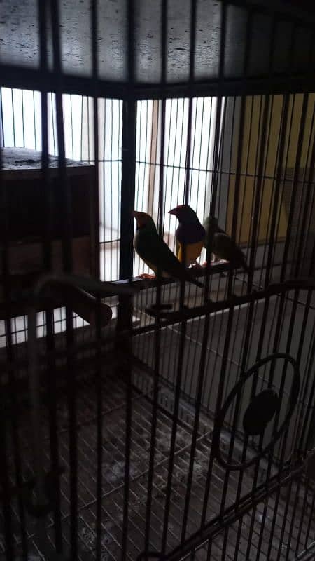 common gouldian pair plus 1 male 6