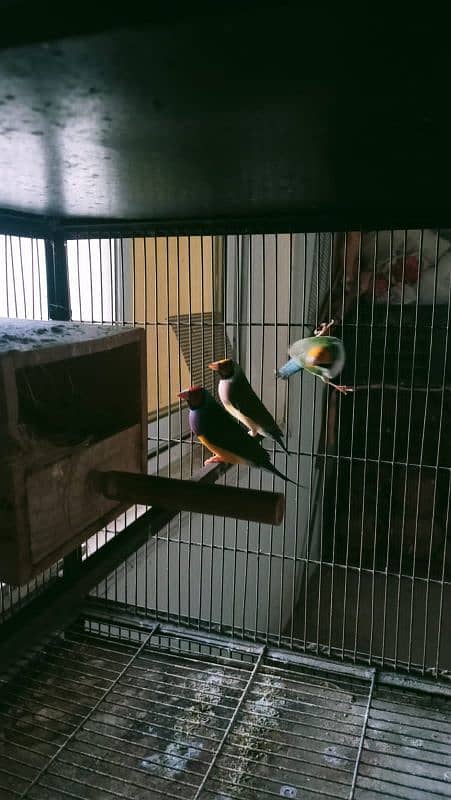 common gouldian pair plus 1 male 7