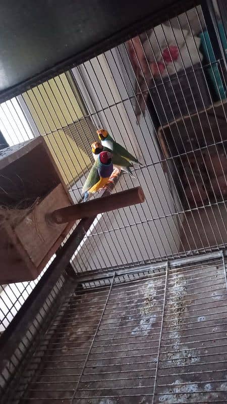 common gouldian pair plus 1 male 9