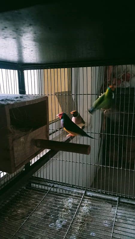 common gouldian pair plus 1 male 11