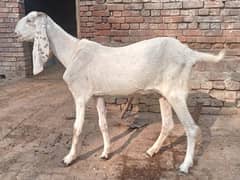 Rajan puri white bakri for sale 03052593845