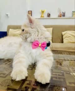 5 months persian kitten for sale