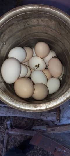 Desi eggs 0