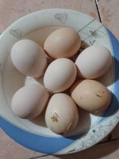 Fertile Desi Eggs