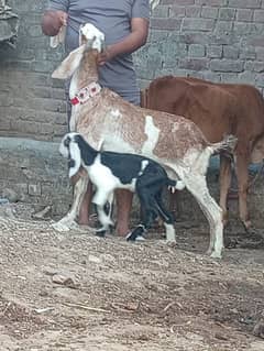 Dasi Bakri Sath bacha sale