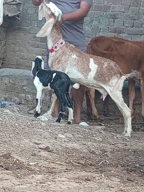 Dasi Bakri Sath bacha sale 1