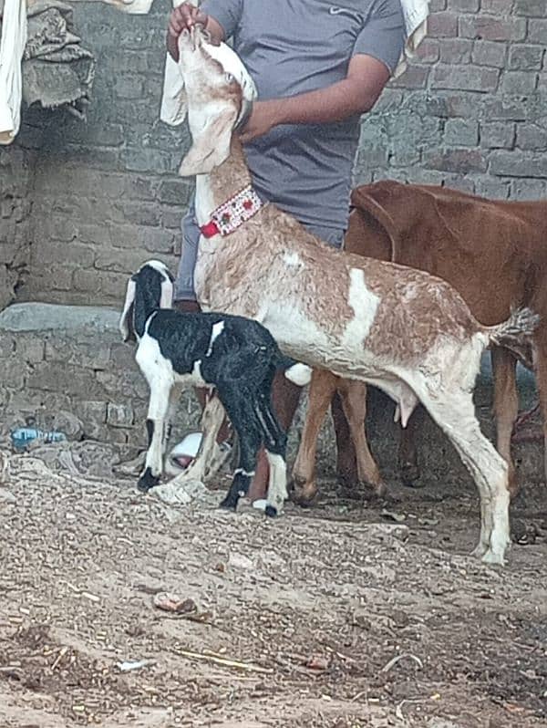 Dasi Bakri Sath bacha sale 2