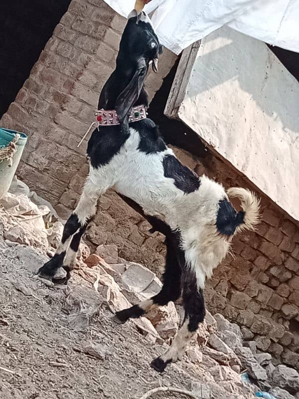 Dasi Bakri Sath bacha sale 3