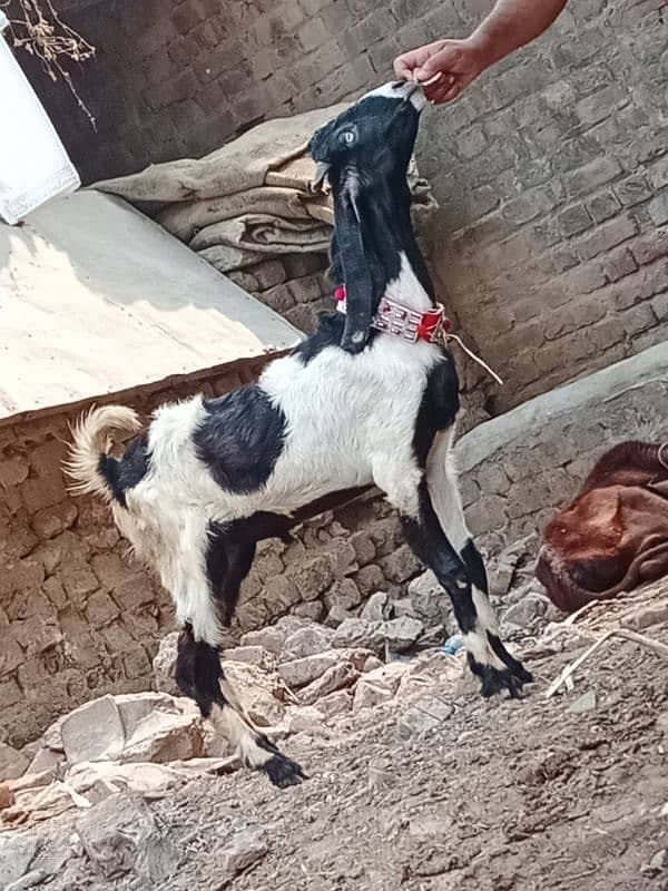 Dasi Bakri Sath bacha sale 5