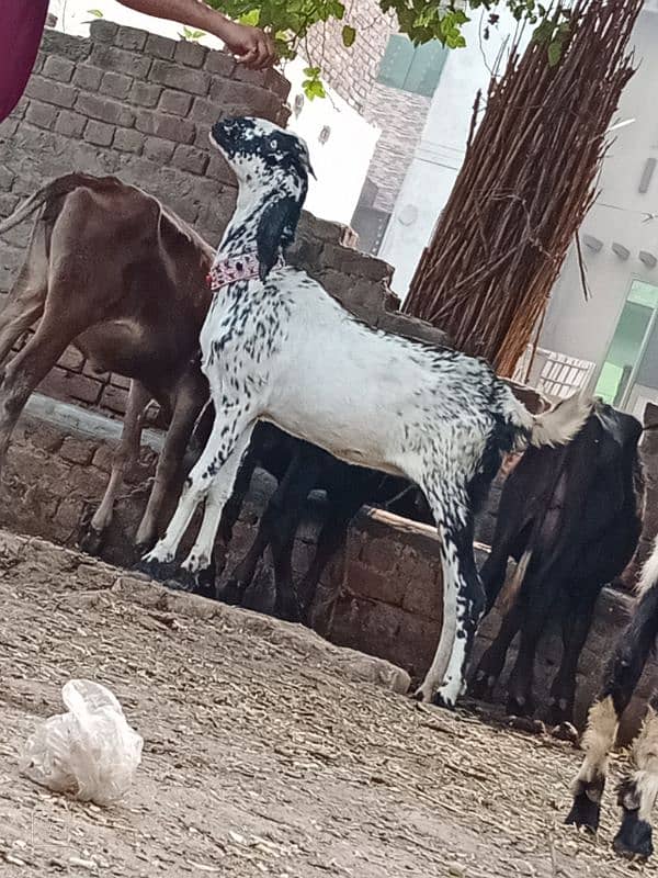 Dasi Bakri Sath bacha sale 6