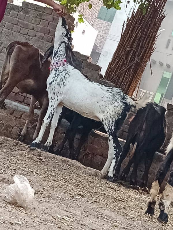 Dasi Bakri Sath bacha sale 7