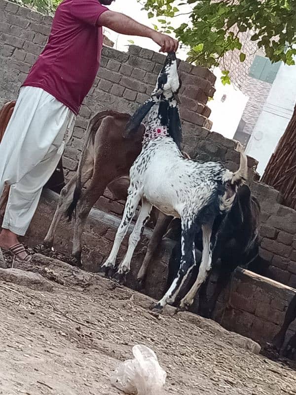 Dasi Bakri Sath bacha sale 8