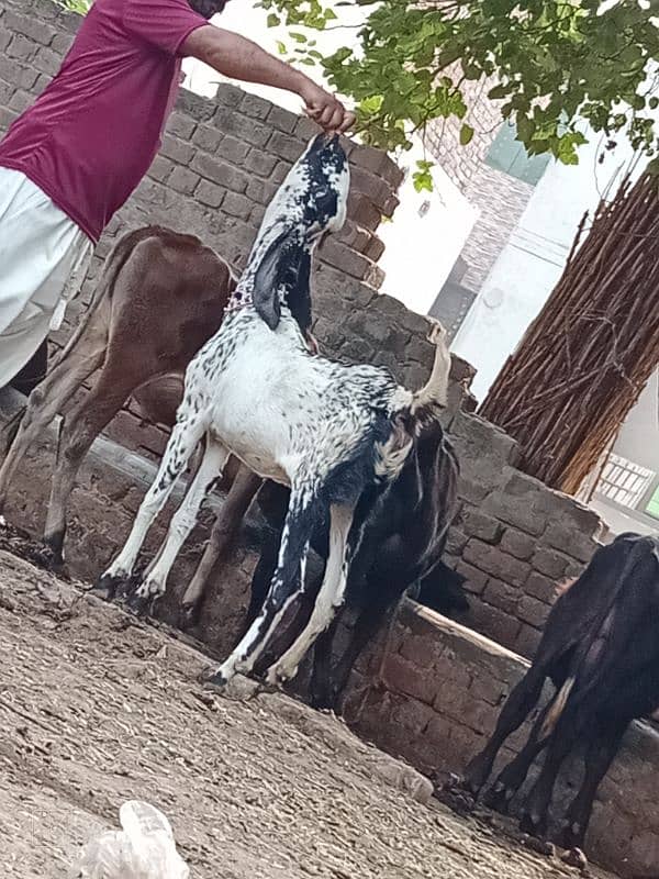 Dasi Bakri Sath bacha sale 9