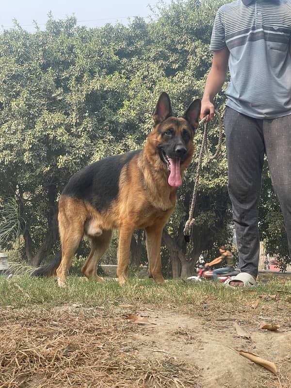 German Shepherd for stud ( father black ) 0