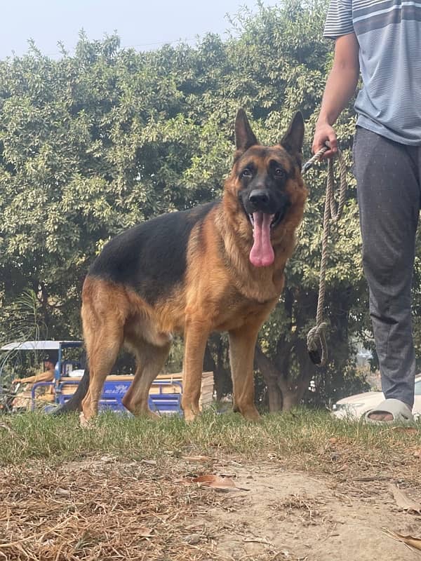 German Shepherd for stud ( father black ) 1