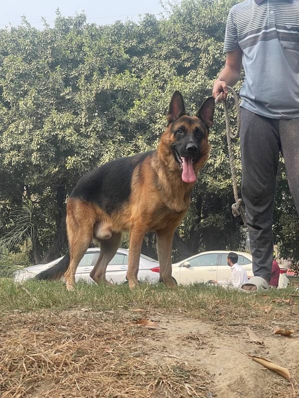 German Shepherd for stud ( father black ) 2