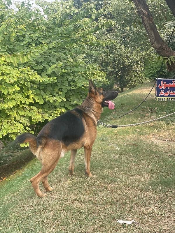 German Shepherd for stud ( father black ) 3