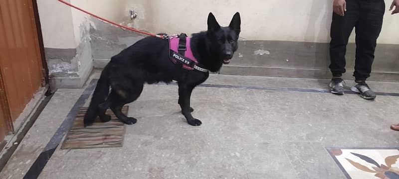 German Shepherd for stud ( father black ) 6