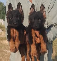 German Shepherd Double coat pair/ German Shepherd puppies for sale