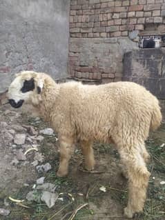 sheep/chatri Mundri