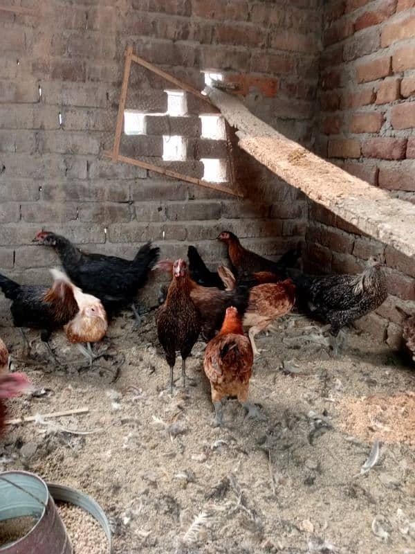 urgent for sale abi egg start nai kiye ha 1