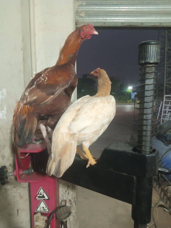 Aseel Hen ka Pair 0