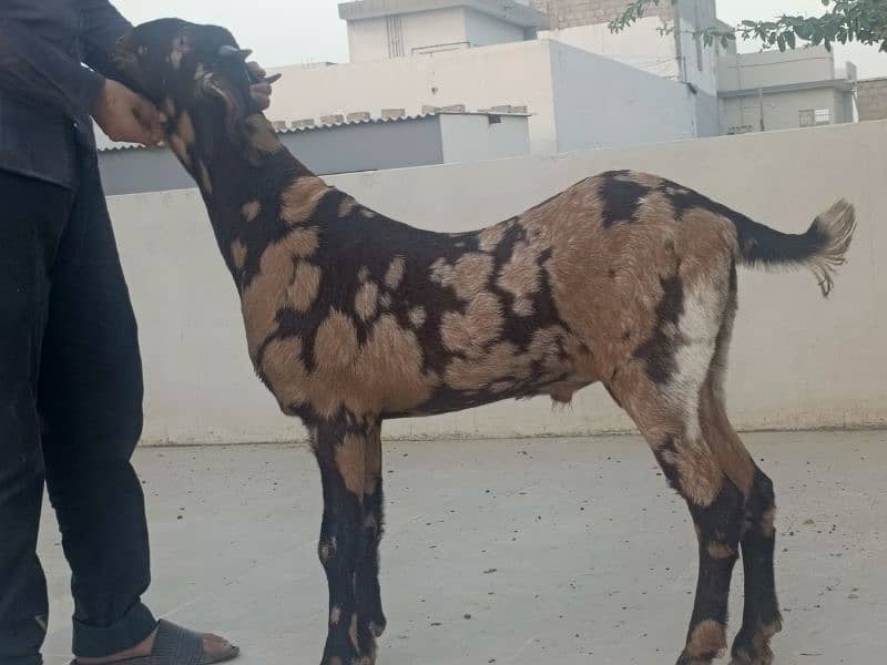 bakra available for sale 1