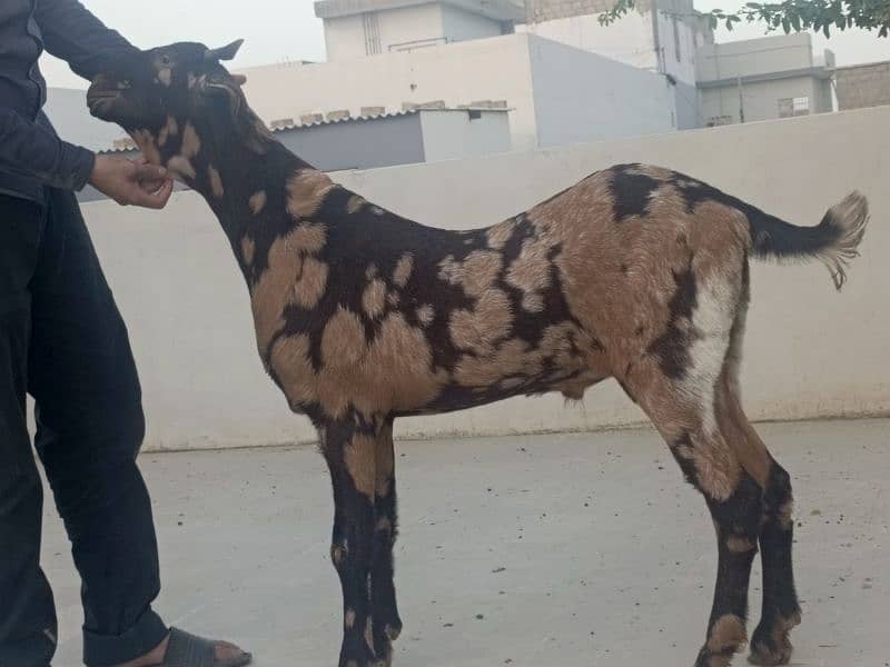 bakra available for sale 2