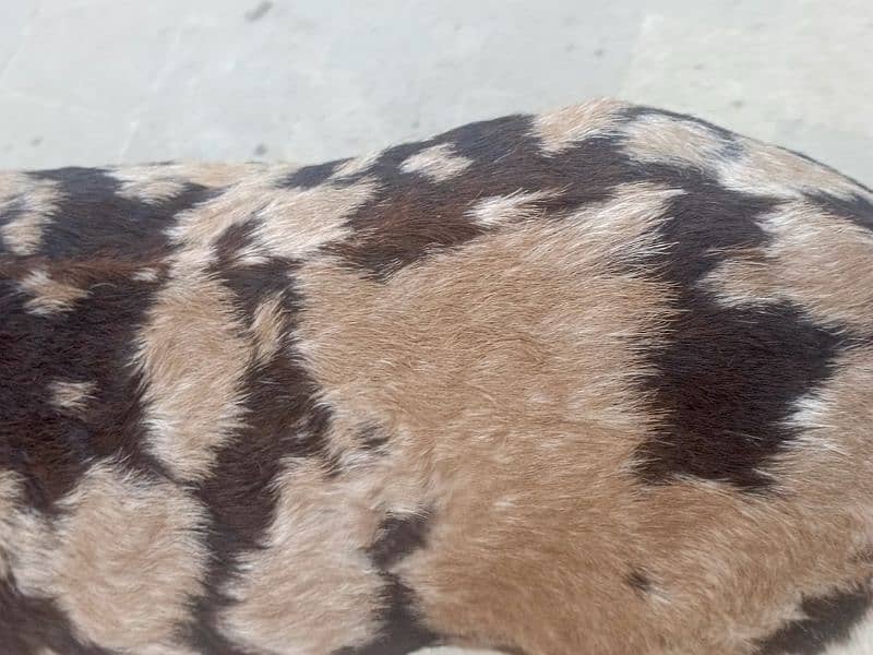 bakra available for sale 4