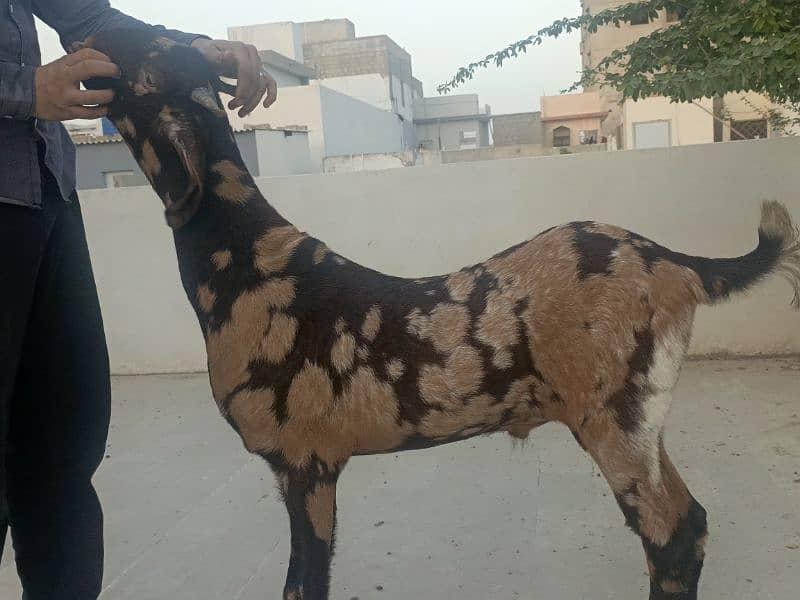 bakra available for sale 5