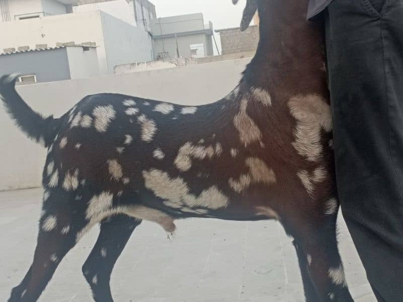 bakra available for sale 6