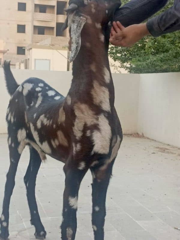 bakra available for sale 7