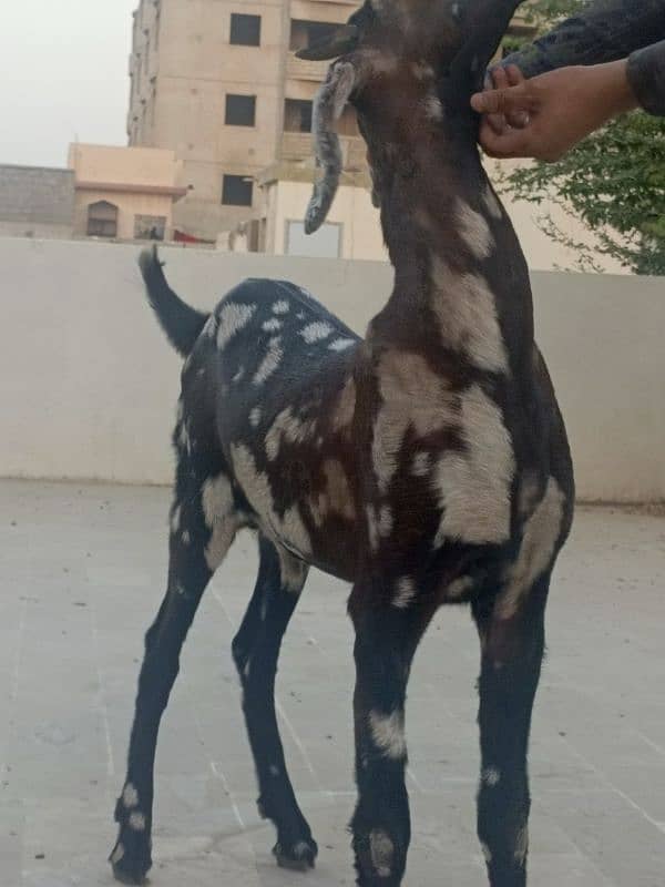 bakra available for sale 8