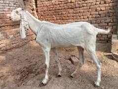 2 goats | Rajan puri | bakri for sale. 03052593845