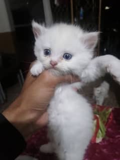 Persian Pure White Kittens