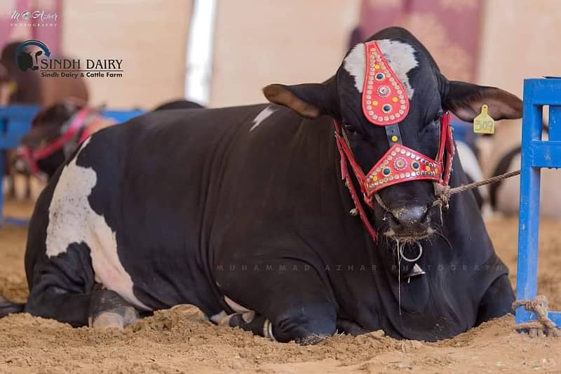 CATTLE FARM DAIRY FARM 1