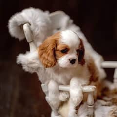 cavalier king charles spaniel Puppy | Dog For Sale