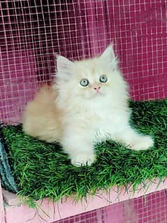 Persian bhaloo kitten