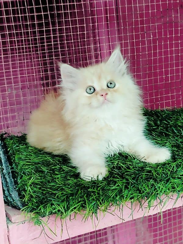 Persian bhaloo kitten 2