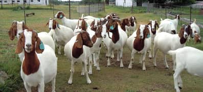 GOAT FARM CATTLE FARM DAIRY FARM