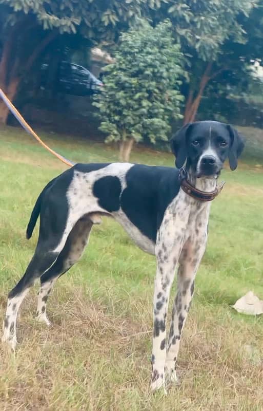 English pointer 03234696626 0