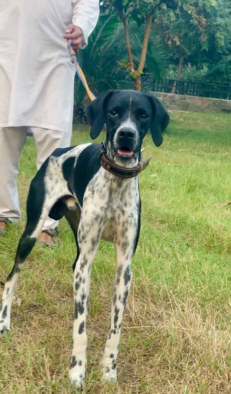 English pointer 03234696626 1