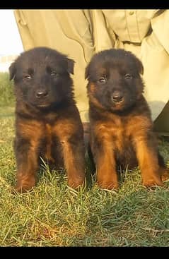 German shepherd puppies / puppy / GSD pup / german shepherd