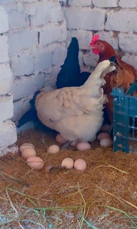 golden misri eggs full production 1