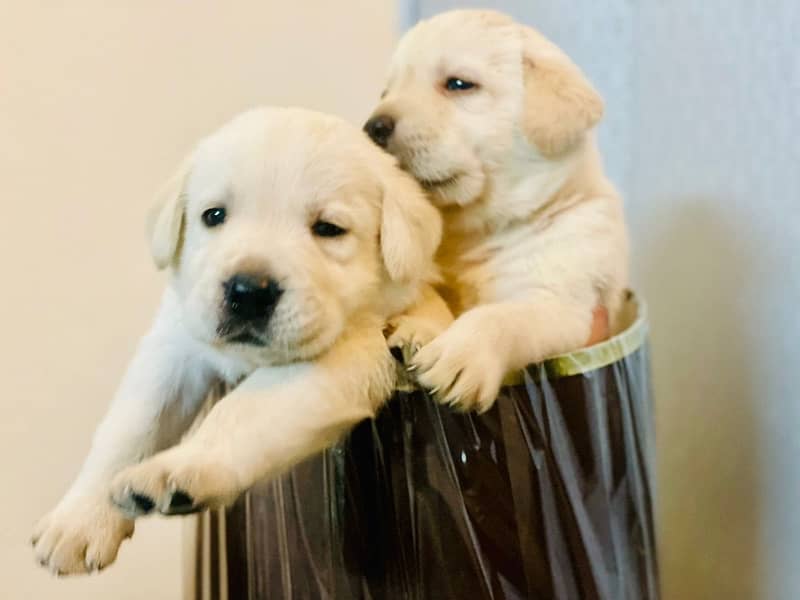 American labrador pups at very reasonable price 1