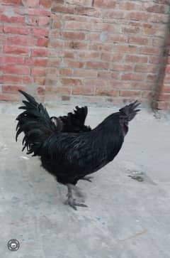 Grey Tongue Ayam Cemani 1 Female & 4 Male for Sale