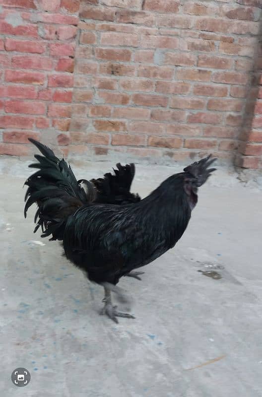 Grey Tongue Ayam Cemani 1 Female & 4 Male for Sale 0