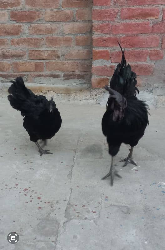 Grey Tongue Ayam Cemani 1 Female & 4 Male for Sale 1