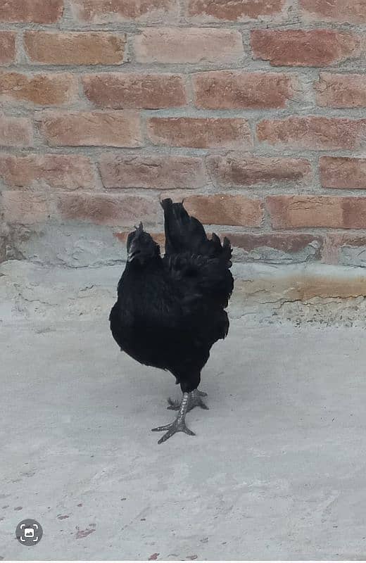 Grey Tongue Ayam Cemani 1 Female & 4 Male for Sale 2