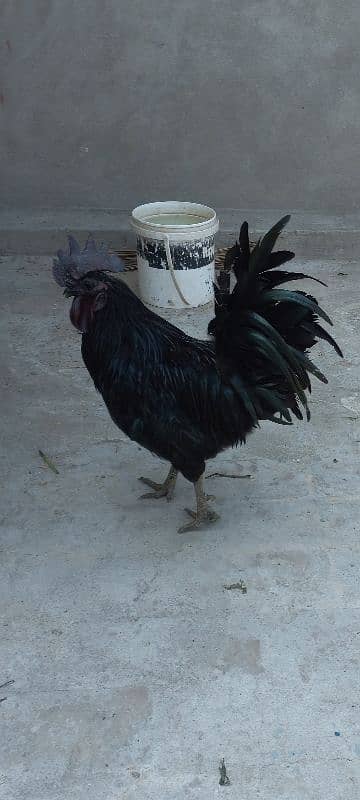 Grey Tongue Ayam Cemani 1 Female & 4 Male for Sale 3